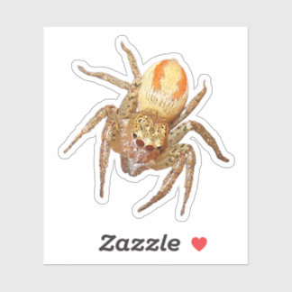 Dimorpher Springspinne (Maevia inclemens) Aufkleber