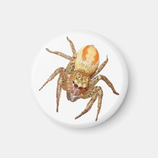 Dimorphic Jumping Spider (Maevia inclemens) Magnet