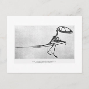 Dimorphodon macronyx art postcard postkarte