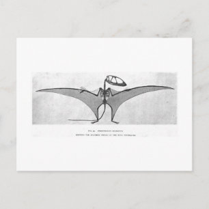 Dimorphodon macronyx art postcard postkarte