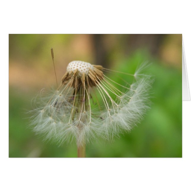 Ding da rein (Vorderseite (Horizontal))