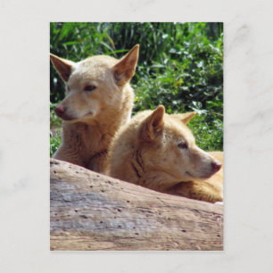 Dingo Australien Postkarte