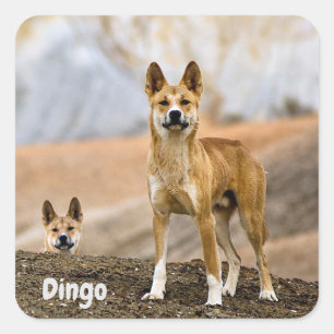 Dingo Hintergrund Quadratischer Aufkleber
