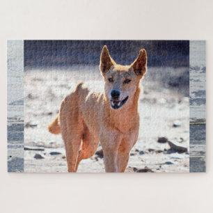 Dingo Hund Erwachsene