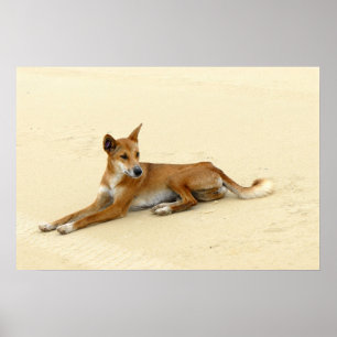 Dingo in freier Wildbahn Poster