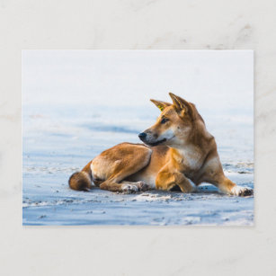 Dingo Mund am Strand, Fraser Island Australien Postkarte