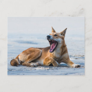 Dingo Mund offen, Fraser Island Australien Postkarte