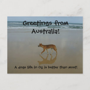 Dingo Postkarte
