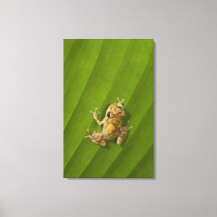 Dink Frosch (Eleutherodactylus-Diastema) auf einem Leinwanddruck