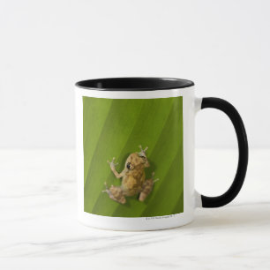Dink Frosch (Eleutherodactylus-Diastema) auf einem Tasse