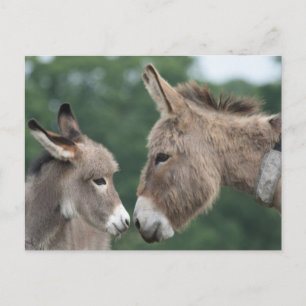 Dinky Esel Postkarte