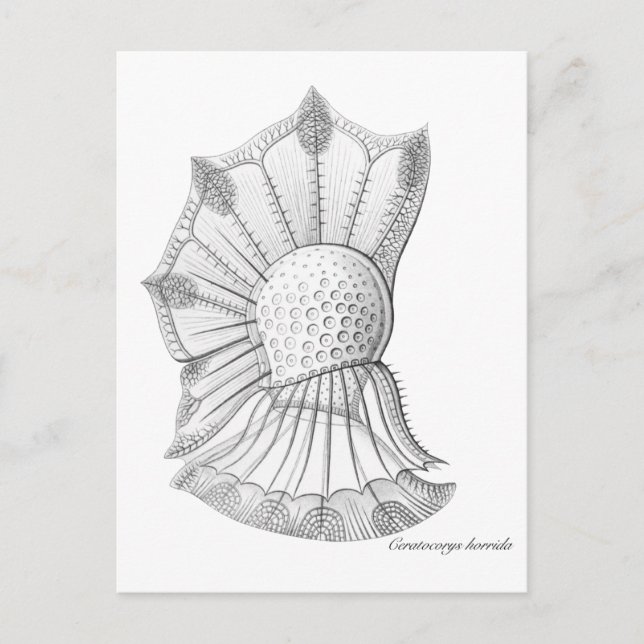 Dinoflagellat Postkarte (Vorderseite)