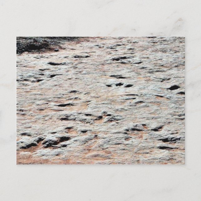 Dinosaur Tracks Postkarte (Vorderseite)