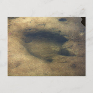 Dinosaur Trails en Texas 2 carte postale