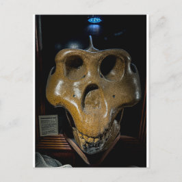 Dinosaurier-Schädel Postkarte
