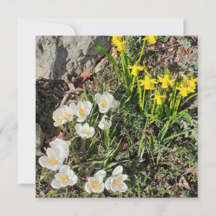 Dioden & Crocus Flachgratis-Grußkarte