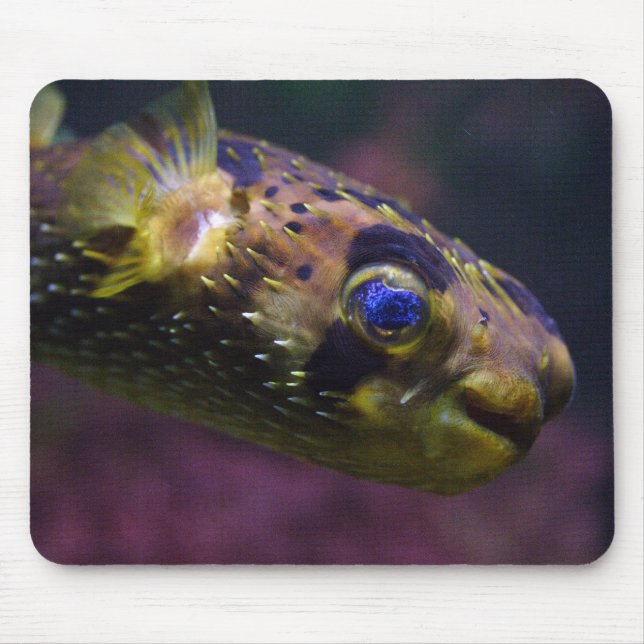 Diodon holocanthus mousepad (Vorne)