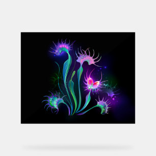 Dionaea piège lumineuse