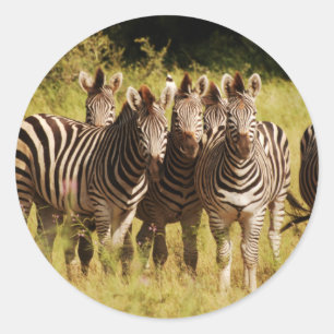 Direkt bei Ihnen - zebras safari wild Runder Aufkleber