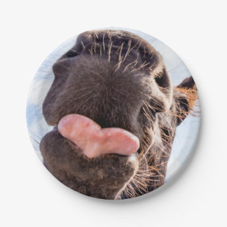 Direkt vom Pferdegürtel Funny Fotograf Pappteller