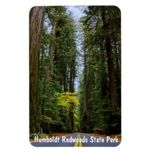 Direkte Straße durch den Misty Redwood Forest m Magnet