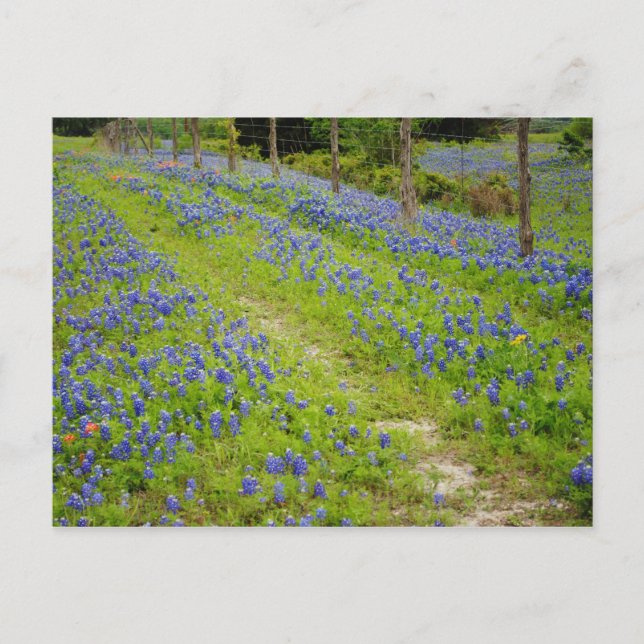 Dirt Roads Postkarte (Vorderseite)