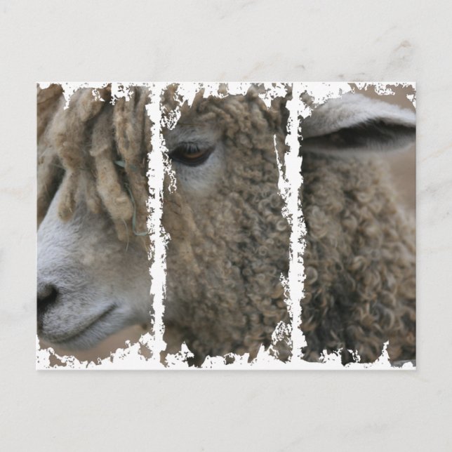 Dirty 3Tall Boxes Postkarte (Vorderseite)