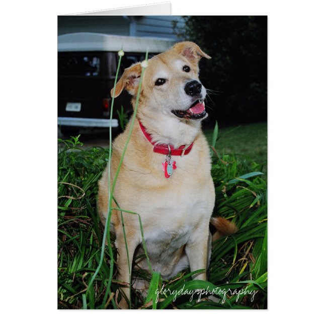 Dirty, Glorydaysphotographie (Vorne)