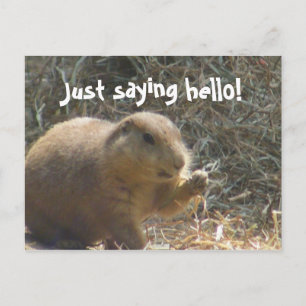 Dis bonjour ! Carte postale de chien des Prairies
