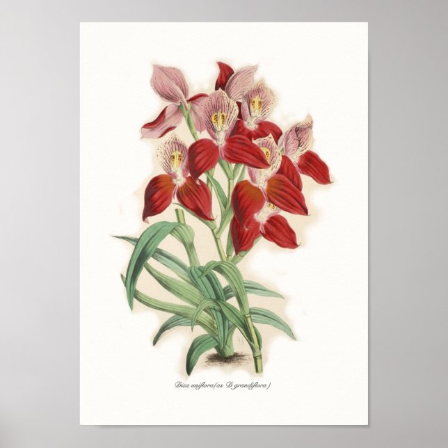 Disa uniflora (als D grandiflora) Poster (Vorne)