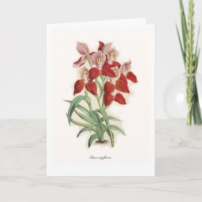 Disa uniflora karte (Vorderseite)