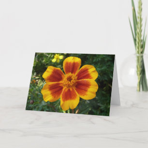 Disco Marigold Orange and Red Summer Blume Karte