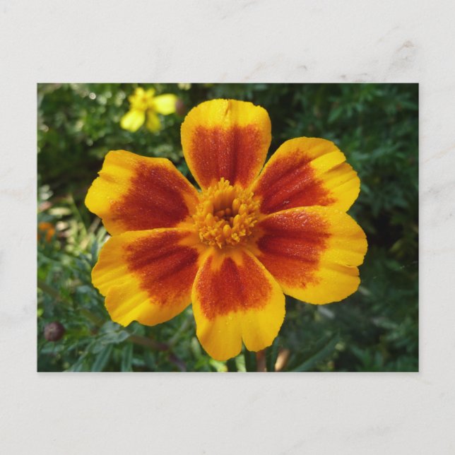 Disco Marigold Orange and Red Summer Blume Postkarte (Vorderseite)