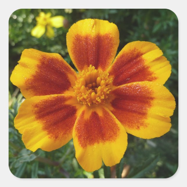 Disco Marigold Orange and Red Summer Blume Quadratischer Aufkleber (Vorderseite)