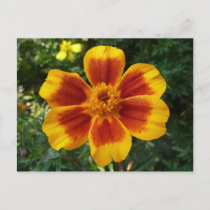 Disco-Marigold Orange und rote Sommerblume Postkarte