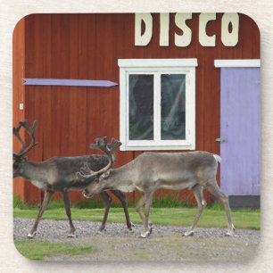 DISCO-ROTWILD UNTERSETZER