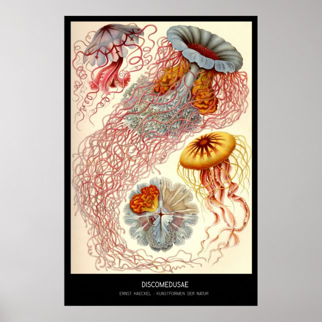 Discomedusae - Plate 8 - Kunstformen der Natur Poster (Vorne)