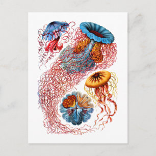 Discomedusae Postkarte