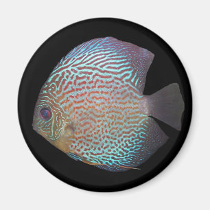 Discus magnet 2