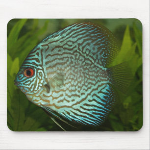 Discus - Symphysodon aequifasciata Mousepad