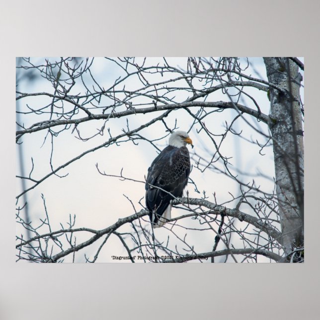 Disgruntled Poster (Vorne)