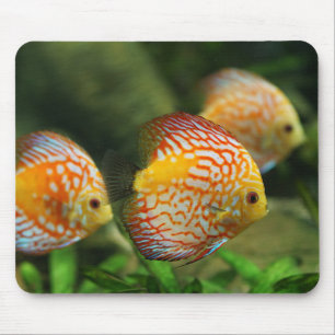 Diskefische, Aquarium, Süßwasser Mousepad