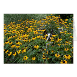 Dissimulation dans le Rudbeckia - Lola B. Boston