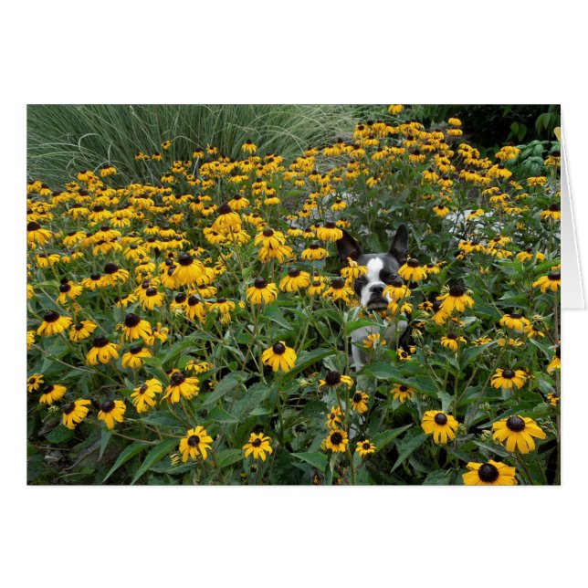 Dissimulation dans le Rudbeckia - Lola B. Boston (Devant Horizontal)