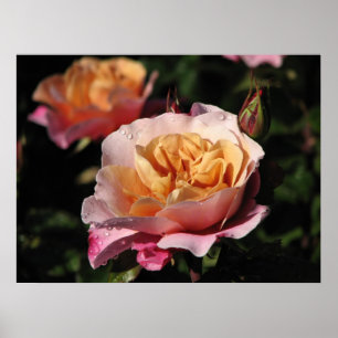 Distant Drums Shrub Rose 143 Poster