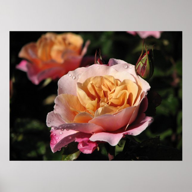Distant Drums Shrub Rose 143 Poster (Vorne)