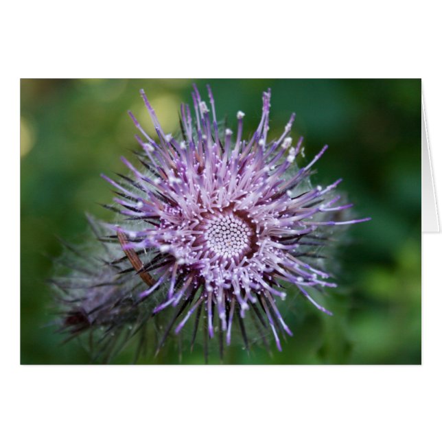 Distel (Vorderseite (Horizontal))
