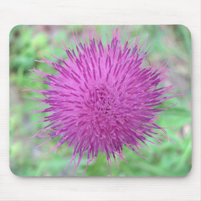 Distel-Blume Mousepad (Vorne)