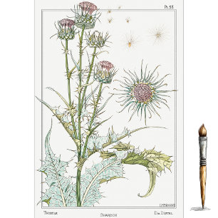 Distel, Eugene Grassets Botanik-Serie Seidenpapier