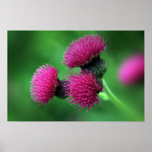 Distelblüten Poster